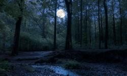 Hier ist ein Foto von einem Wald bei Nacht zu sehen.