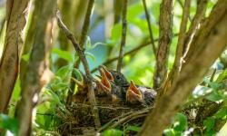 Auf dem Bild ist ein Vogelnest in einem Gebüsch zu sehen, in dem vier Küken ihre Schnäbel aufreißen.