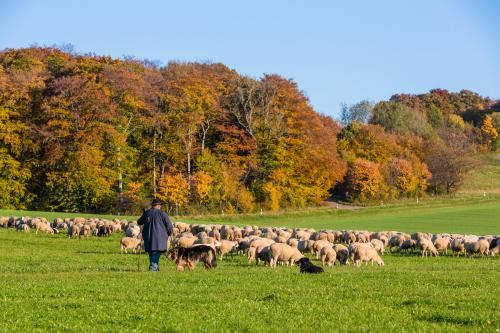Hier ist ein Foto von einer großen Herde Schafe auf einer Wiese zu sehen.