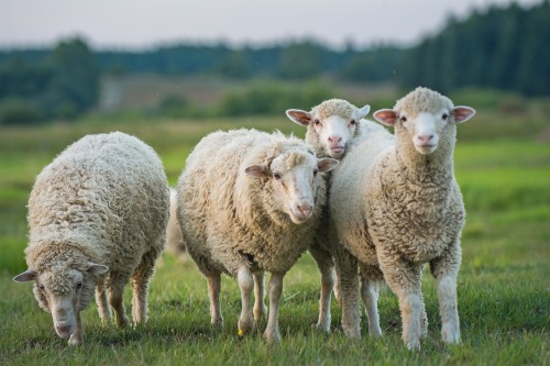 Bild zeigt vier Schafe, die auf einer grünen Weide stehen